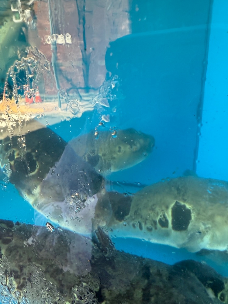 iiq90cjmv0f9awxhik5_l-jpg