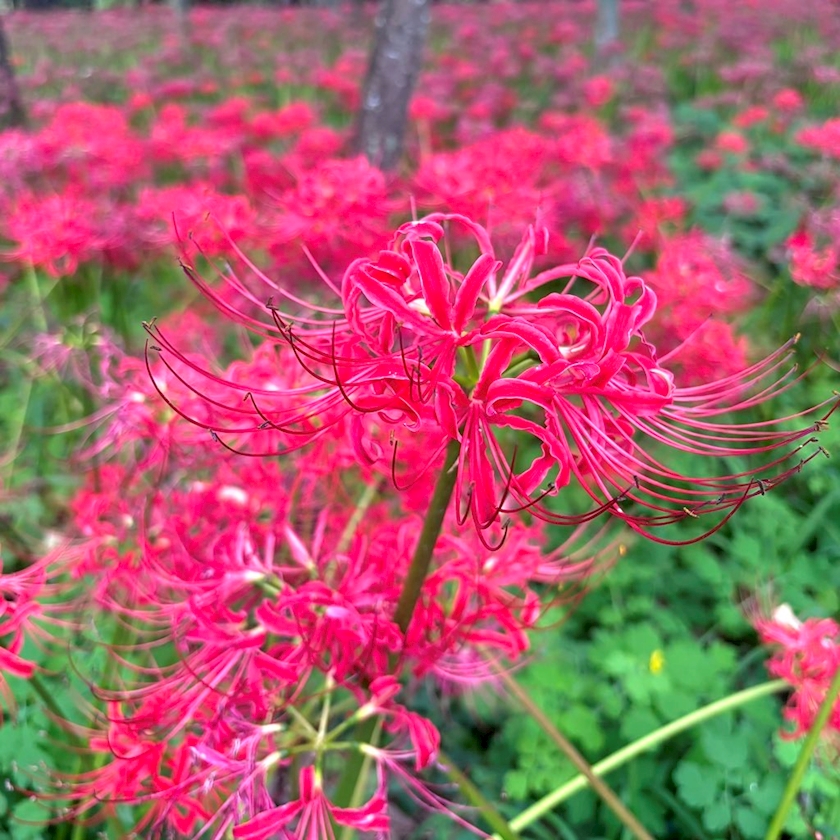 omgve2lhe0xdsiicuqo_l-jpg