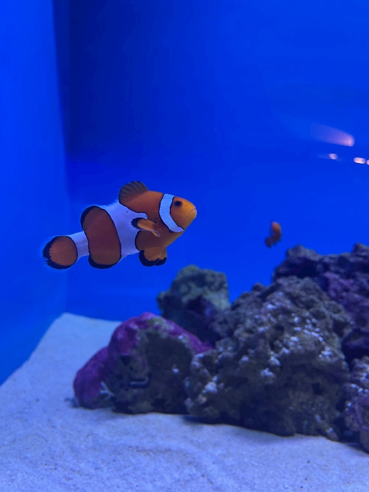 iq7zuwrbbilczpr8jgn_l-jpg